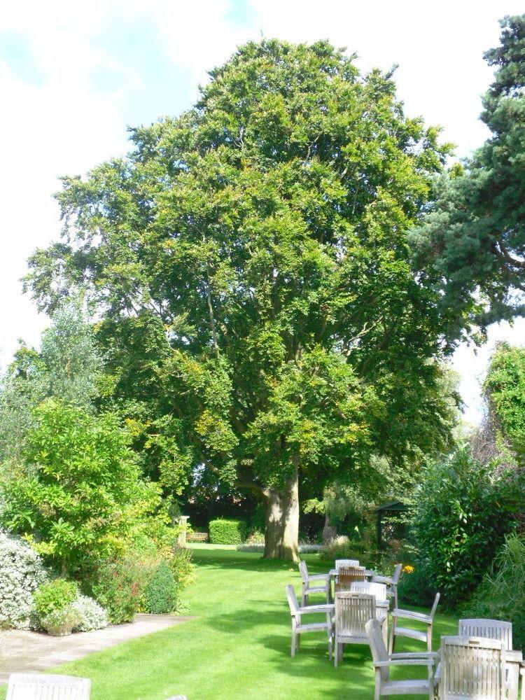 Beechwood Hotel North Walsham